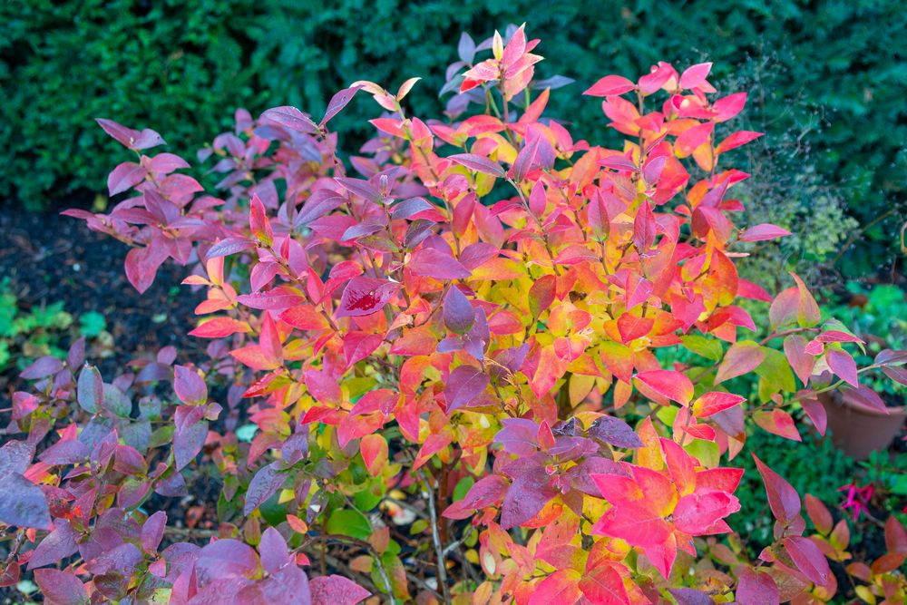 Herbstliches Farbenspiel