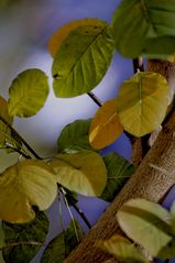 Herbstliches Farbenspiel