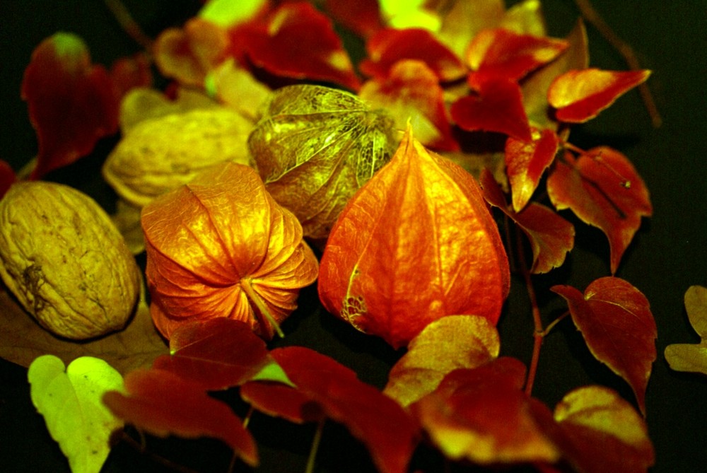 Herbstliches Farbenspiel