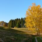 Herbstliches Farbenspiel...