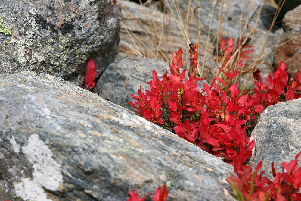 Herbstliches Farbenspiel