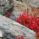 Herbstliches Farbenspiel