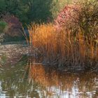 Herbstliches Farbenspiel