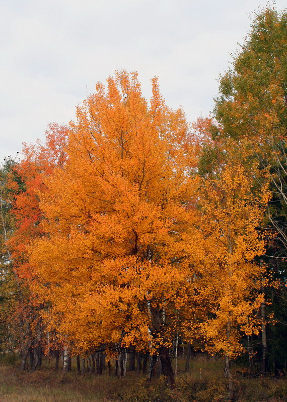 Herbstliches Farbenspiel