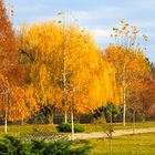 Herbstliches Farbenspiel