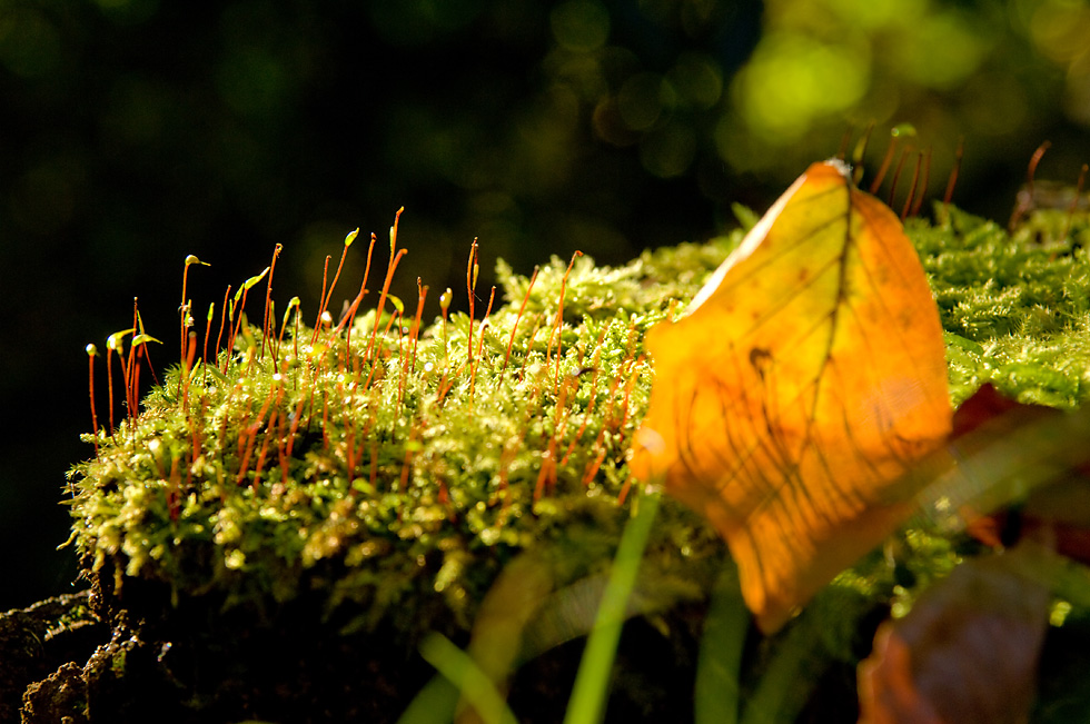 Herbstliches Farbenspiel