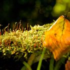 Herbstliches Farbenspiel