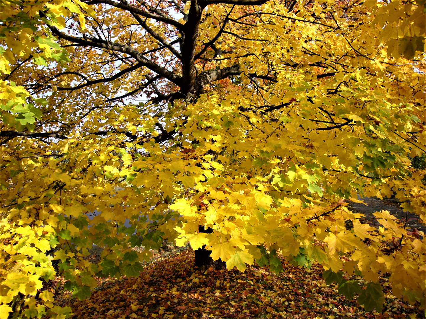 herbstliches Farbenspiel