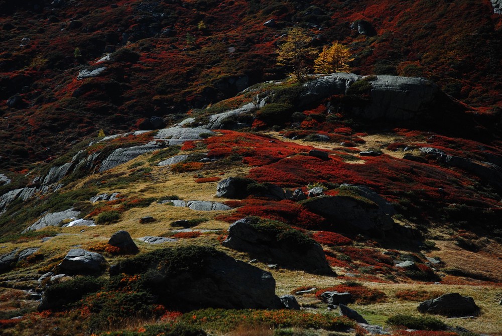 Herbstliches Farbenspiel