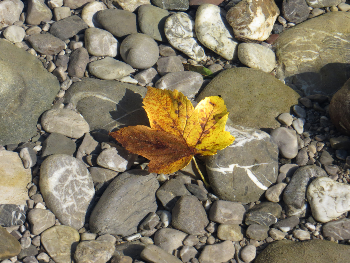 Herbstliches Farbenspiel