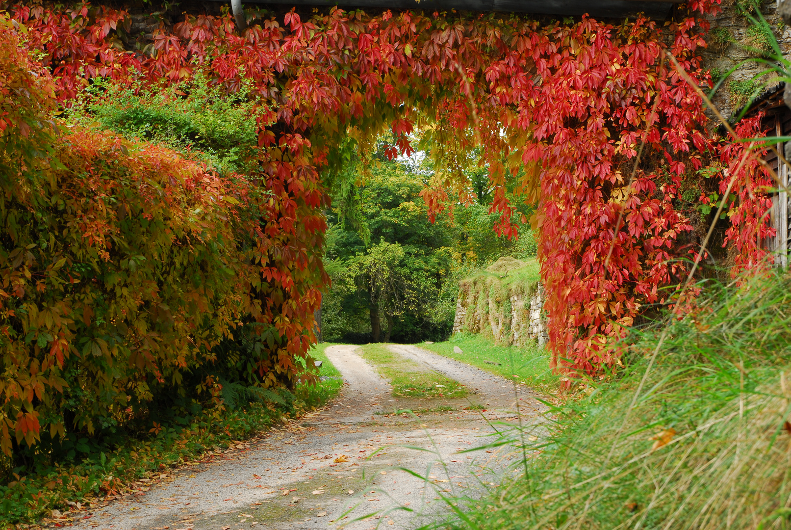 Herbstliches Farbenspiel