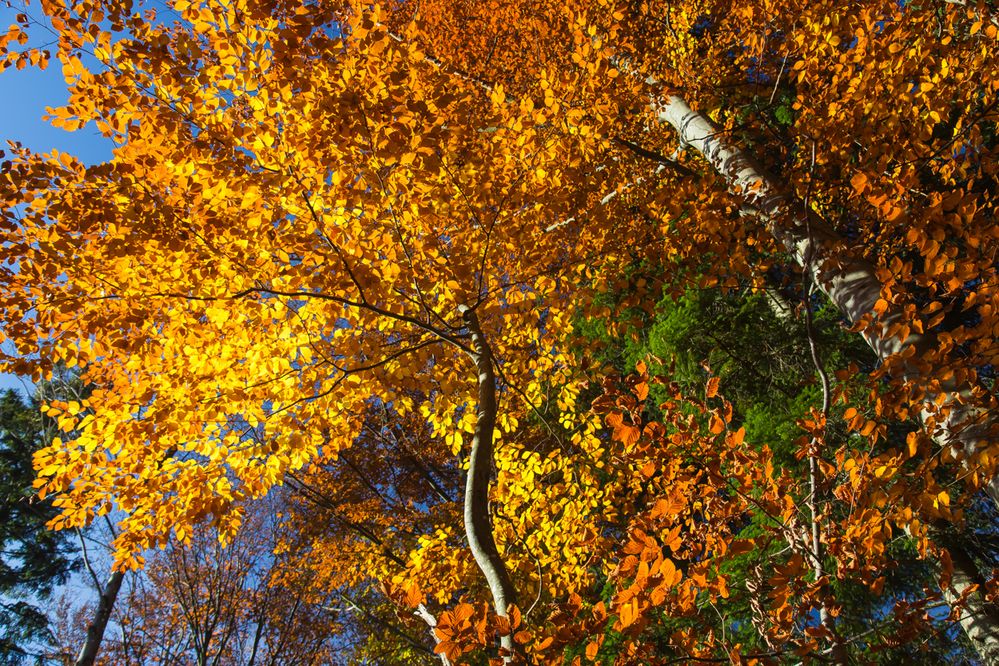 Herbstliches Farbenspiel