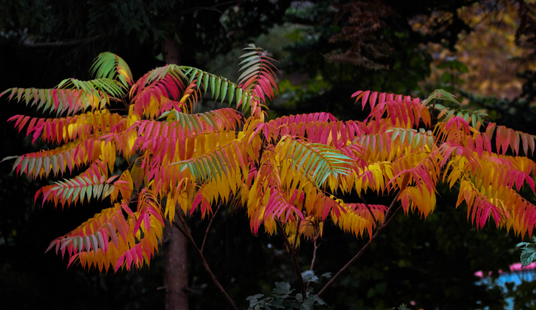 Herbstliches Farbenspiel