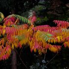 Herbstliches Farbenspiel