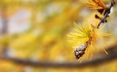 Herbstliches Farbenspiel III