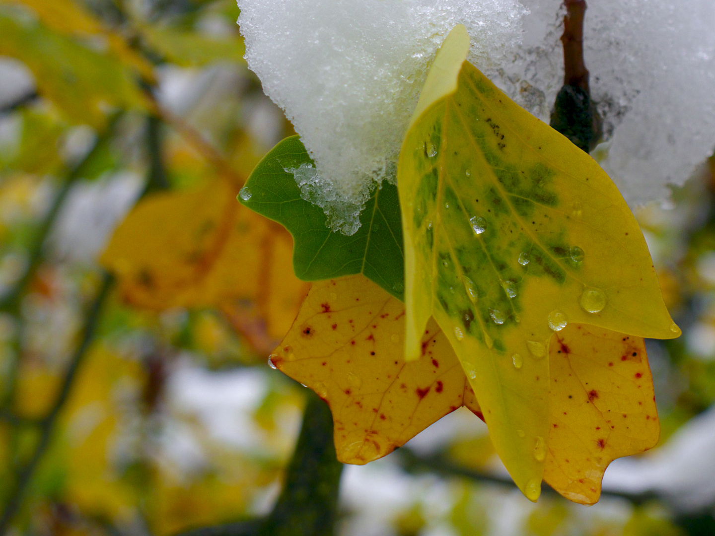 Herbstliches Farbenspiel mit Wassertropfen 3:4