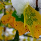 Herbstliches Farbenspiel mit Wassertropfen 3:4