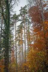 Herbstliches Farbspektrum