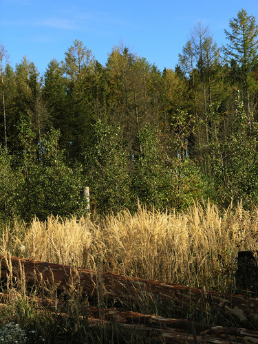 Herbstliches Farbspiel