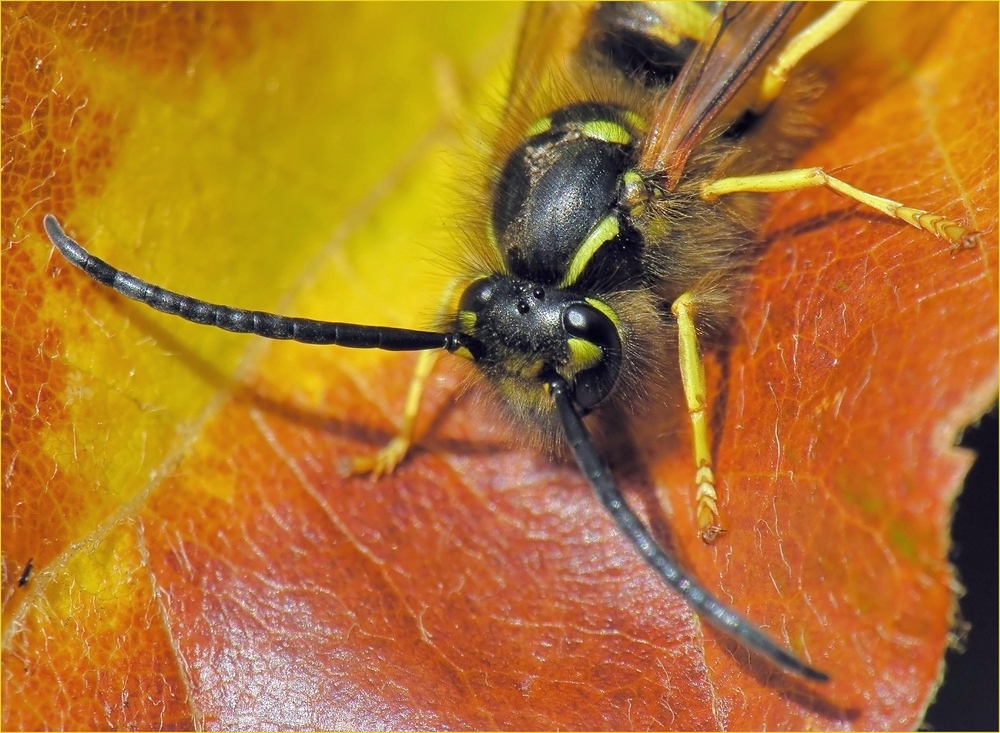 Herbstliches Farbspiel