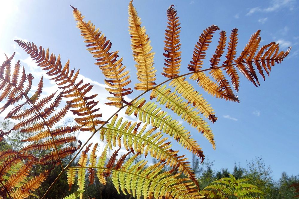 Herbstliches Farn - Immer wieder ein schönes Motiv