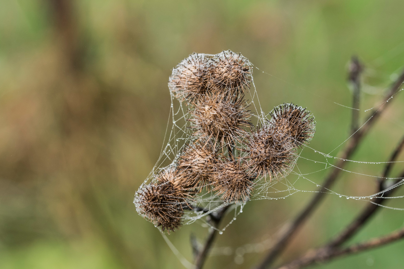 Herbstliches