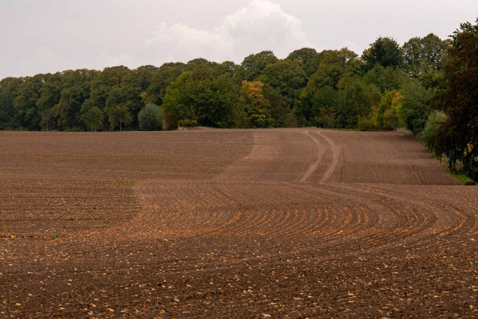 Herbstliches Feld