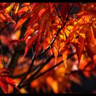 Herbstliches Feuer