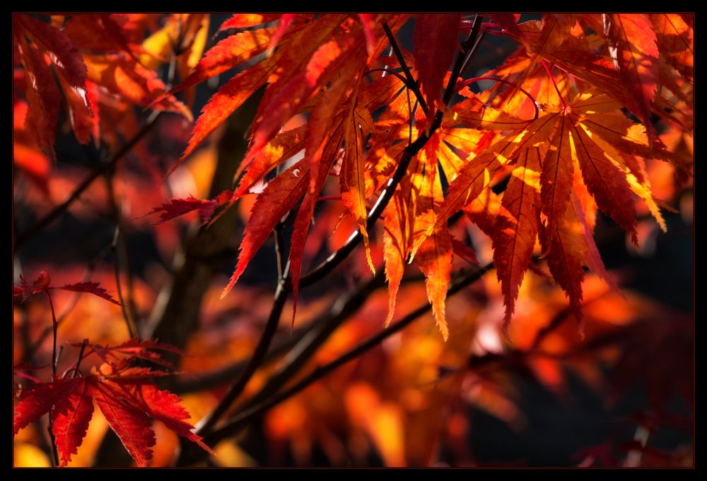 Herbstliches Feuer