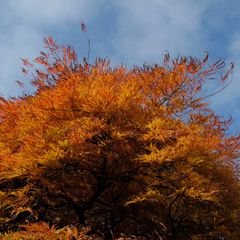 Herbstliches Feuer