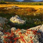 Herbstliches Fjell