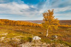 herbstliches Fjell bei Utsjoki