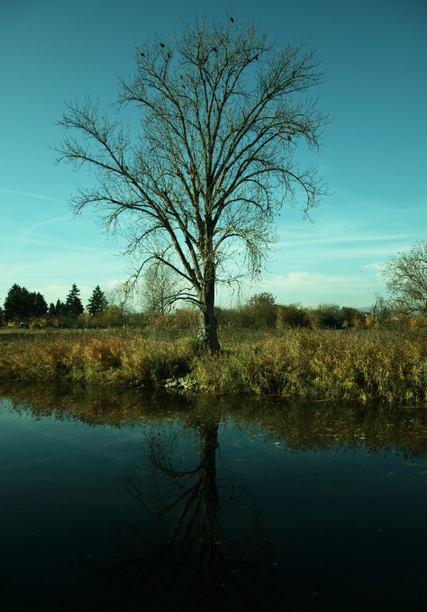 Herbstliches Flussufer