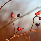 herbstliches Frühlingsmotiv