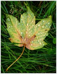 Herbstliches Fundstück