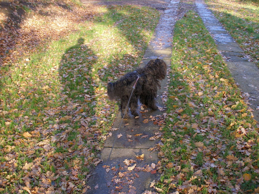 Herbstliches Gassigehen