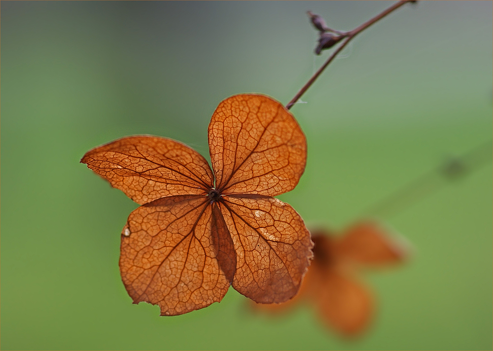 Herbstliches Gegenlicht