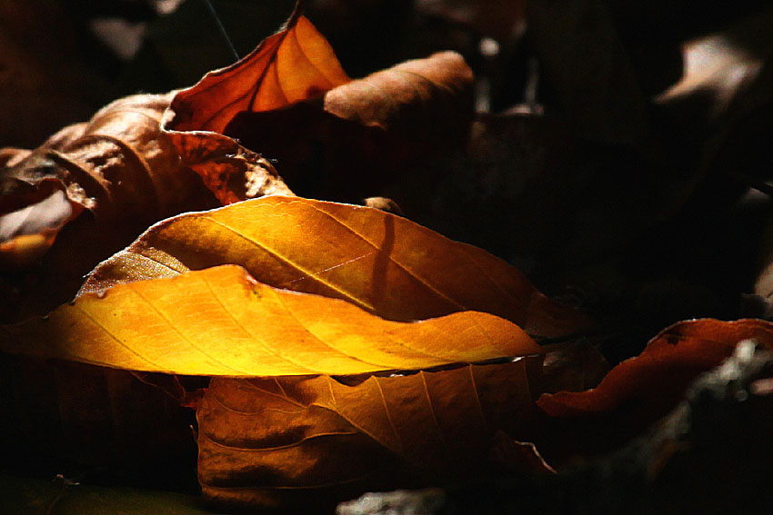 Herbstliches Gegenlicht