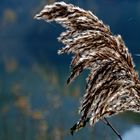 Herbstliches Gegenlicht