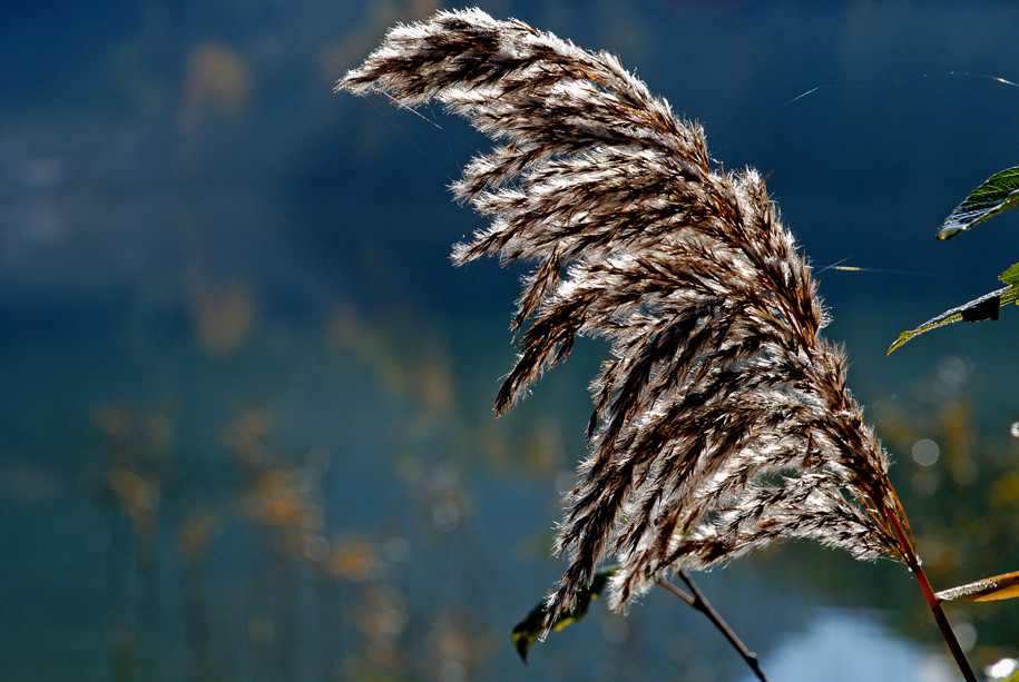 Herbstliches Gegenlicht