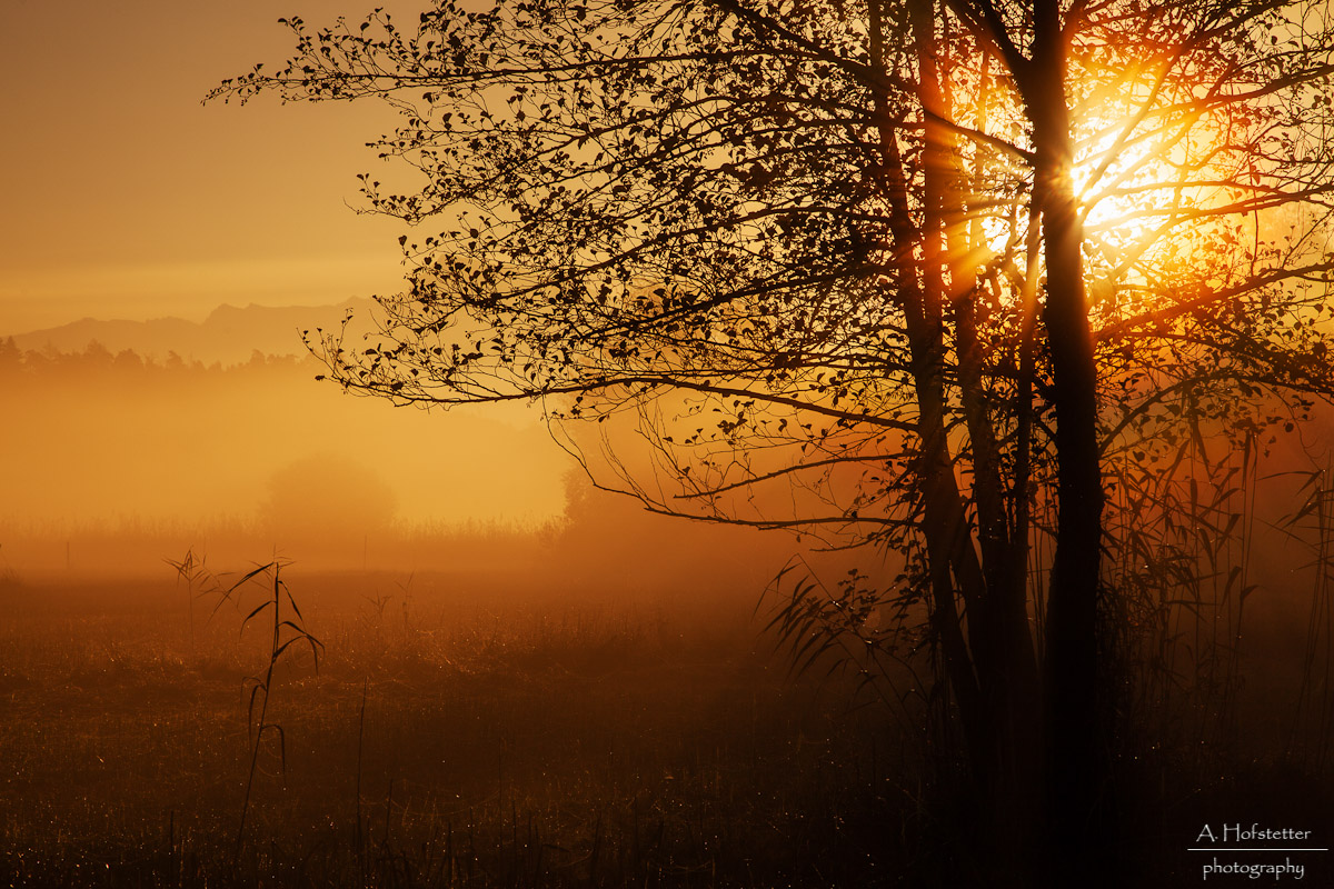 Herbstliches Gegenlicht