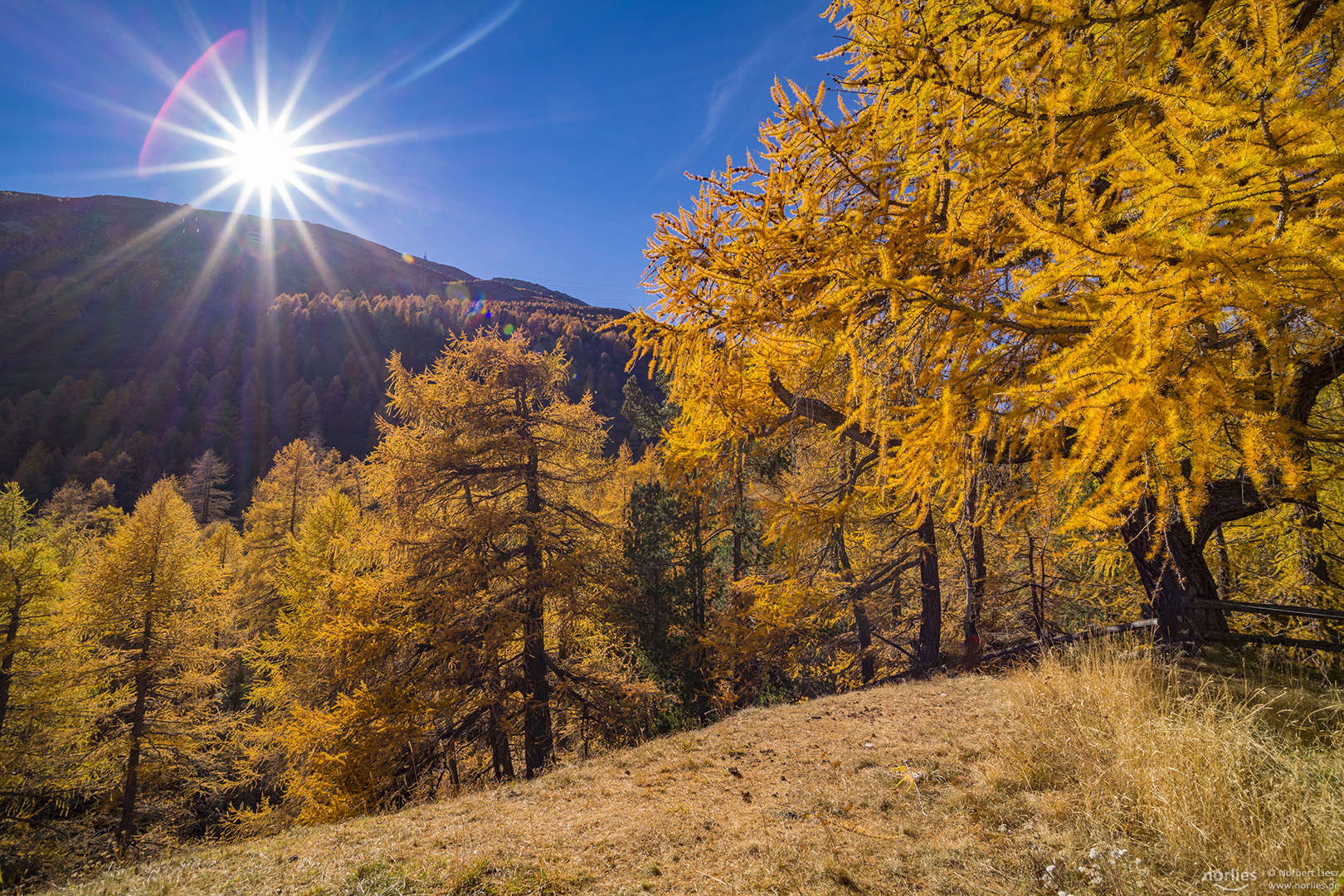 Herbstliches Gegenlicht