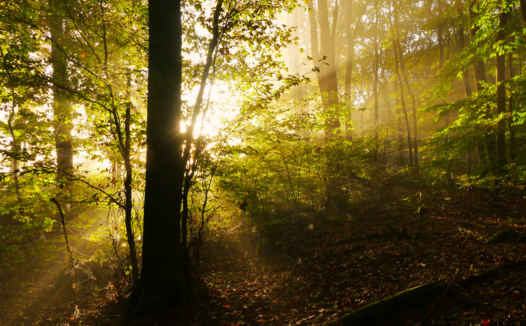 Herbstliches Gegenlicht