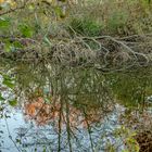 Herbstliches Gehölz 