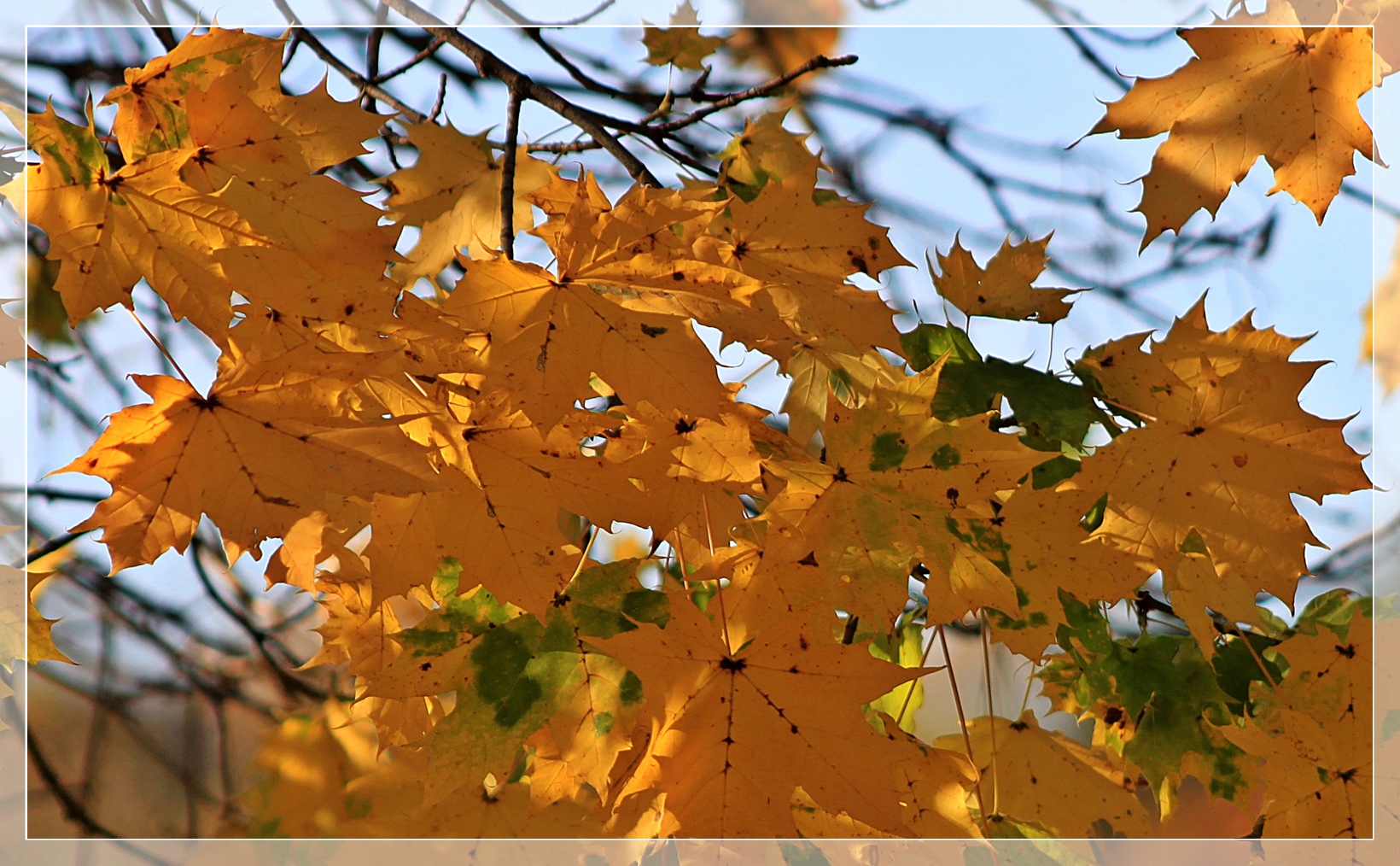 Herbstliches Gelb