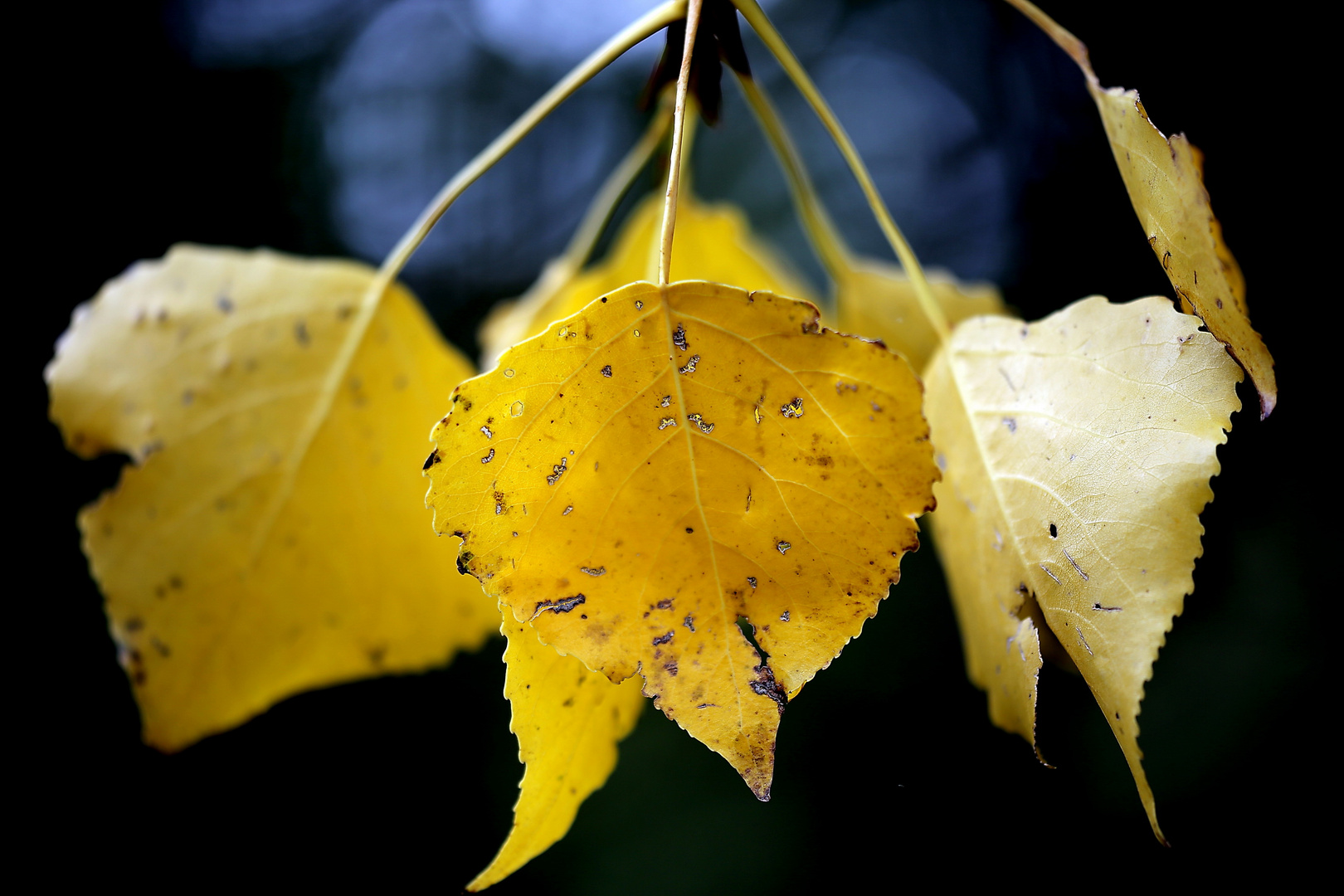 Herbstliches Gelb