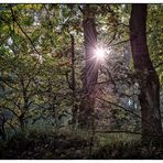 herbstliches Geleucht