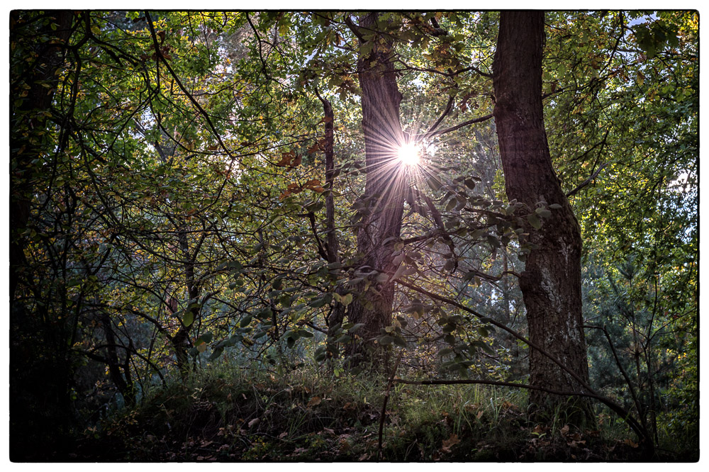 herbstliches Geleucht