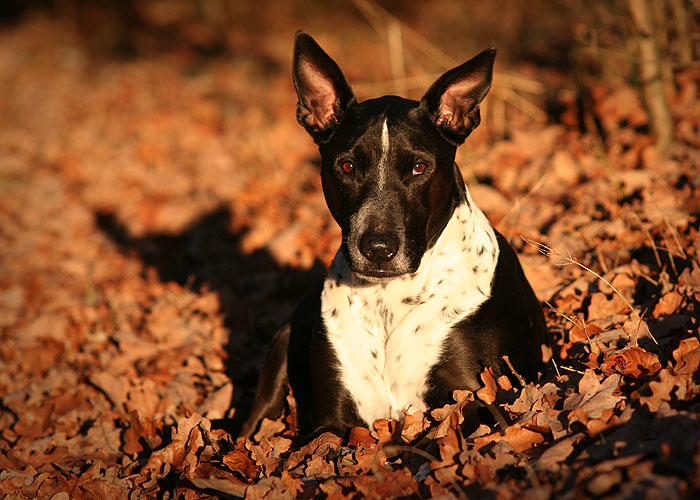 Herbstliches Gemach