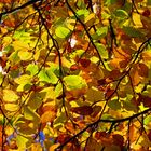 Herbstliches Gewimmel